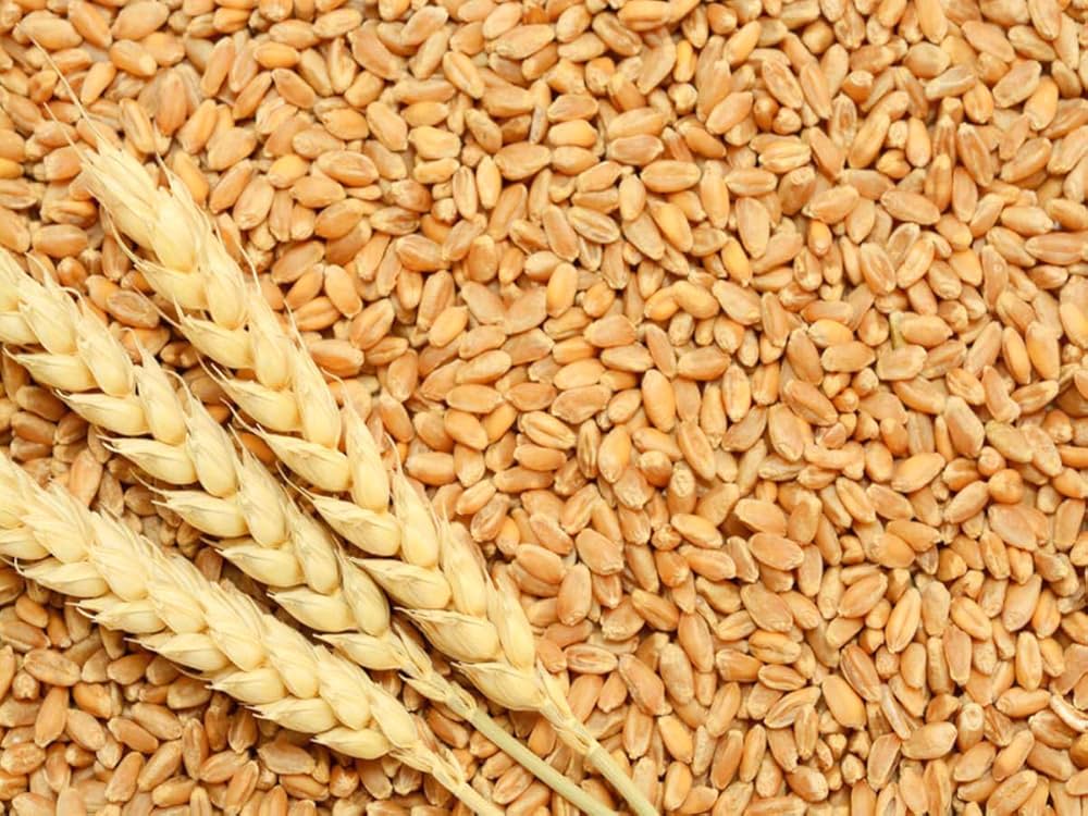 Wheat 50KG