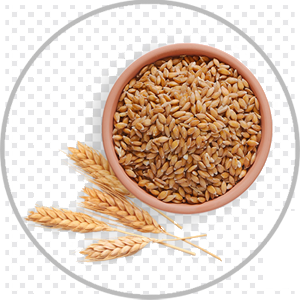 WHEAT 1 KG