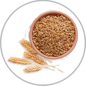 WHEAT 250 G
