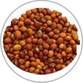 KANDULU
